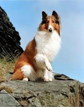 What are your 3 favorite dog breeds? Mine are the German Shepherd, Siberian Husky and the Australian Shepherd! Also give reasons why you like the breeds please! Thanx!