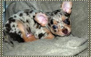 Who loves Blue Merle dog breeds? I love them, especially the Blue Merle Chihuahua! What's your favorite type?