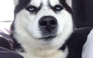 which is better? Husky pics or husky meme pics?