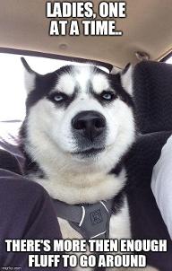 which is better? Husky pics or husky meme pics?