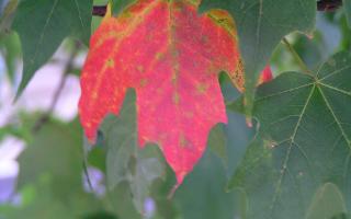 Do you think I take good pictures? I was just curious what you thought of my picture of this colorful leaf surrounded by green leafs.... Please no rude comments