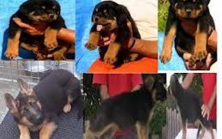 Rottweiler or German Shepherd? I like German shepherds more but what about you?