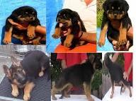 Rottweiler or German Shepherd? I like German shepherds more but what about you?