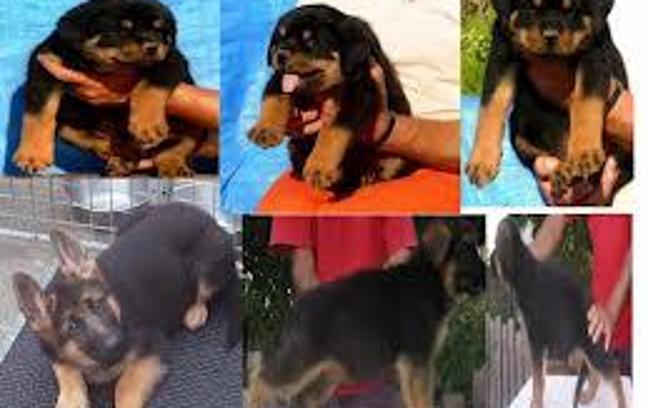 Rottweiler or German Shepherd? I like German shepherds more but what about you?