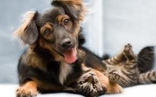 dogs vs cats - Who is the best? I think dogs all the way but what about you?  You can only write one answer.