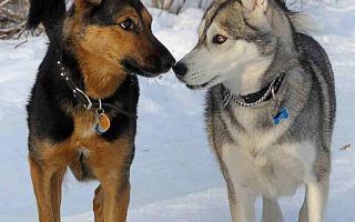 German Shepherd or Siberian Husky? I am so confused, I love both dogs, they are both so pretty! Which one is best?