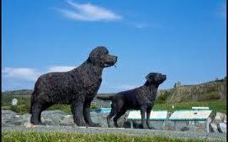 Newfoundland or Labrador? Mine is a Newfie but some like labs more. They come from the same place but still who do you prefer?