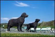 Newfoundland or Labrador? Mine is a Newfie but some like labs more. They come from the same place but still who do you prefer?