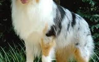 What do you think of Australian Shepherds? I love them, what about you? The picture below is a perfect example of one!