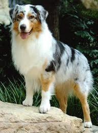 What do you think of Australian Shepherds? I love them, what about you? The picture below is a perfect example of one!