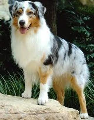 What do you think of Australian Shepherds? I love them, what about you? The picture below is a perfect example of one!