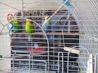 HELP!!! please, my bird could die of this My 2 year old female budgie, Florence, is attacking my male, Rio, for absoloutly no reason, and my other female Heidi, once bit Florence trying to protect him, and Rio just does nothing, I got them 3 days ago, and they were happy until last night she and Heidi decided to both beak hi , and he went down on the lowest perch and tucked his head in his back, and today, he was sitting on the same perch, and she just attacks him, for NO reason, he is not even near her, I have read that its part of their nature and I should let them be, but I cant, and always tear up when I see him so hurt, PLEASE HELP, WHAT IS  HAPPENING?????!!! And that's them in the picture, the blue one is Florence and Heidi is the smallest one