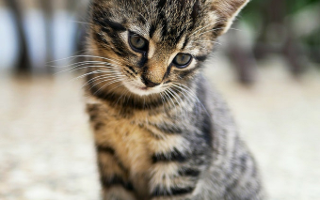 Do you think ths kitten is cute?