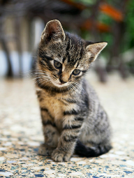 Do you think ths kitten is cute?