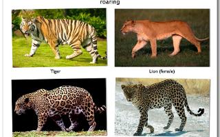 What is your favourite: Lions, Tigers, Jaguars or Leopards? 4 main big cats, my fav's the Leopard!!