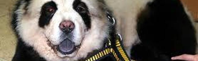 How many types of dogs are there in the world? (Mongrels and Pedigrees) I really want to know, because I would like a unique type of dog to get when I'm older! For example, the picture below looks like a panda, but it's actually a dog who likes like a panda (alot)!!!!!