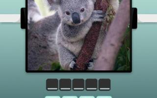 Don't you think this koala is adorable? I was playing this quiz game where you have to name the animal and the koala came up as a question. Isn't it just so cute?