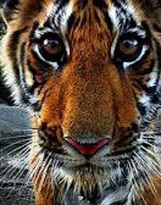 Are tigers going extinct?