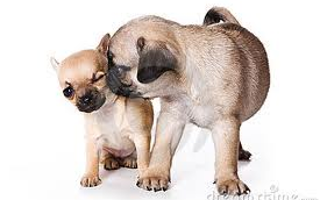 Chihuahua or pug - who is best? I love both breeds. But who do you like?