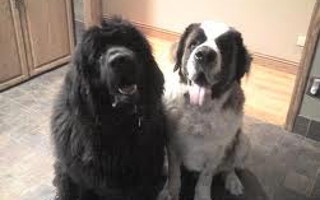 Newfoundlands or Saint bernards? I dont know because I love them both so much. What about you?