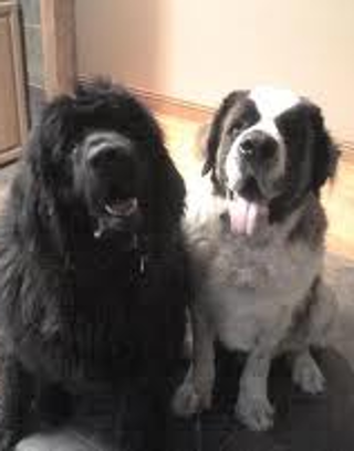 Newfoundlands or Saint bernards? I dont know because I love them both so much. What about you?