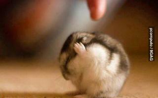 what do u think about this little hamster? :D