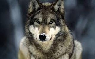 Do you think wolves are awesome? Wolves are very fascinating. I love them.