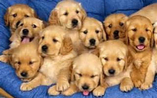 Why are puppies SO cute? I love puppies! But why are they so cute? ONLY THE RAINBOW KNOWS!