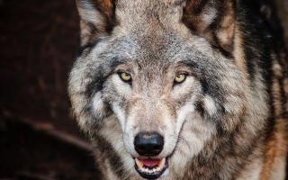 Do you think wolves are stupid or cute? Like I like wolves and all but in the real world I would be like "Stay Away or Die By Shotgun" you know. So yeah I like wolves but they shouldn't come to my house or their brains will be splattered on the house walls.