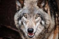 Do you think wolves are stupid or cute? Like I like wolves and all but in the real world I would be like "Stay Away or Die By Shotgun" you know. So yeah I like wolves but they shouldn't come to my house or their brains will be splattered on the house walls.