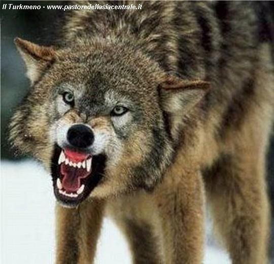 What are Wolves afraid of? - Question