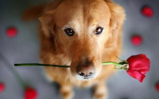 Does this dog look cute or what!?! This dog has a very cute rose in its mouth! Its like its saying ''I'm sorry owner, please forgive me.''