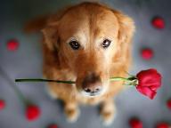 Does this dog look cute or what!?! This dog has a very cute rose in its mouth! Its like its saying ''I'm sorry owner, please forgive me.''