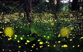 Why are we starting to see less fireflies? My mom's bf made a good observation, about how in some places, we are starting to see less and less fireflies than how we used to... so why's that?..