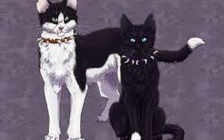 Who is your favorite evil warrior cat?