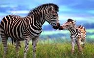 Are zebras awesome? Tell me what you think of zebras :D