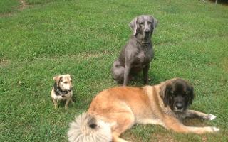 Which one looks cuter? The small dog, thin dog or floofy dog?