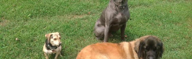 Which one looks cuter? The small dog, thin dog or floofy dog?