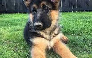 Do you think Forest the German Shepard deserve to go to the next cute competition? Forest the German Shepard puppy got the most votes for being the cutest puppy from qfeast peeps that he got a chance to compete against kittens! Do you think Forest should accept?