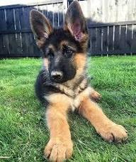 Do you think Forest the German Shepard deserve to go to the next cute competition? Forest the German Shepard puppy got the most votes for being the cutest puppy from qfeast peeps that he got a chance to compete against kittens! Do you think Forest should accept?