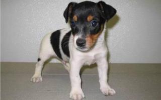 Name for a jack Russell puppy I just got a new puppy and I need a good name