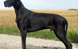 What kind of dog do you have? If you don't have a dog then i don't realy care and you don't have to put anything on here, i have 2 great danes