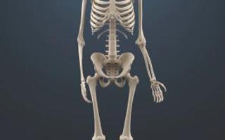 How many bones are in the human body? It's easy