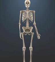 How many bones are in the human body? It's easy