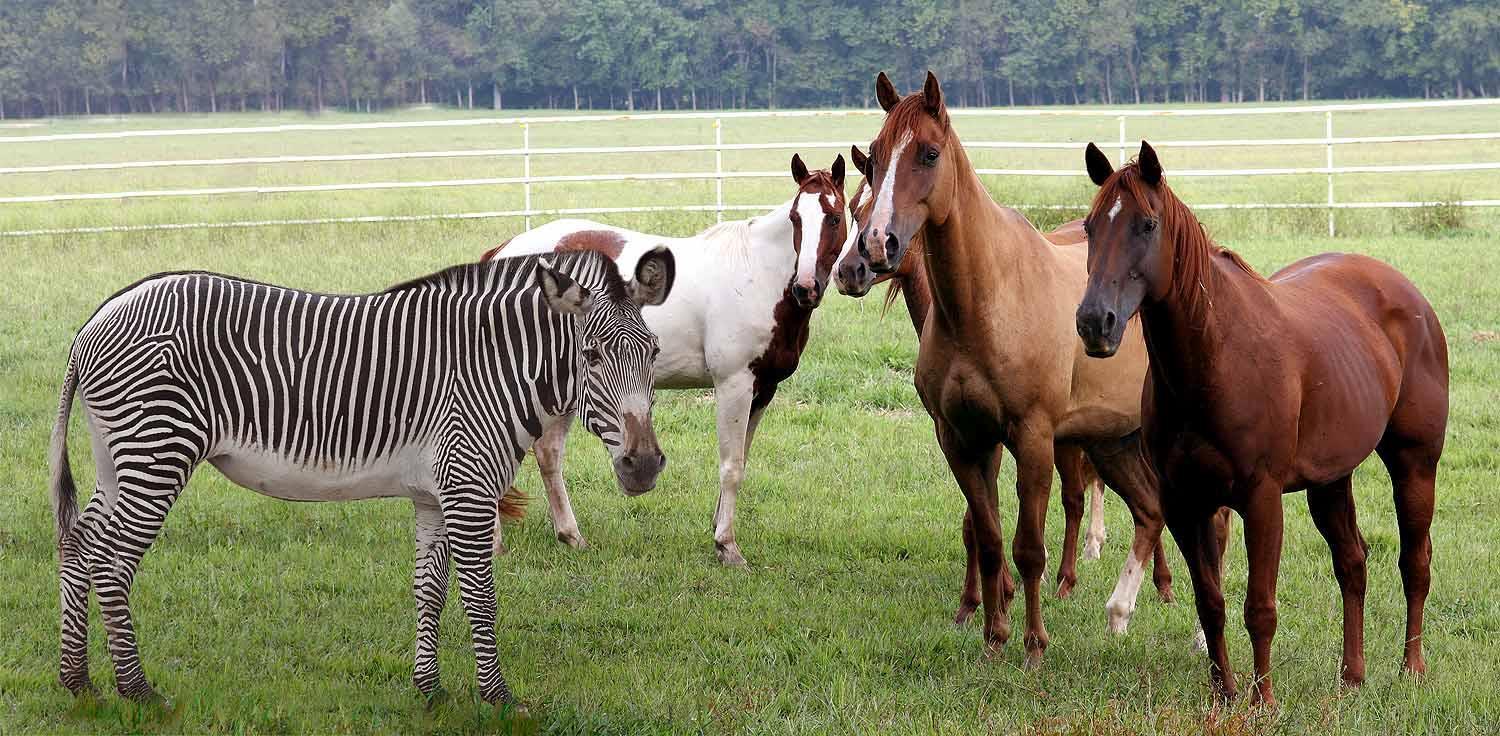 Does a horse run faster than a zebra? - Question