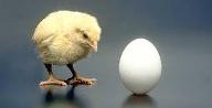 WHat cam first chicken or egg Which came first i mean did the chicken hatch out of the egg but how was the egg layed without a chicken  which came first :D