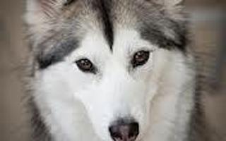 What is the difference between the Alaskan Malamute and the Siberian Husky? I know the answer, I just want to test everybody else : )