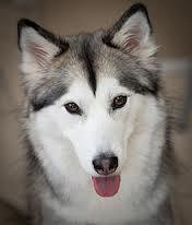 What is the difference between the Alaskan Malamute and the Siberian Husky? I know the answer, I just want to test everybody else : )