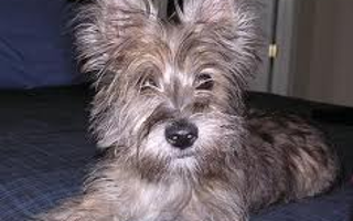 Do you know what this mixed breed is? I know but i want to test you.  Here is the only clue i am giving you: It is a mix between two terriers which i love.