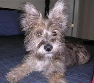 Do you know what this mixed breed is? I know but i want to test you.  Here is the only clue i am giving you: It is a mix between two terriers which i love.